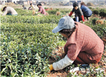点头8000多万株茶苗始起苗调运全国