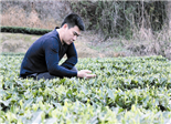 周瑞进：欲让老白茶焕发“康来颜”