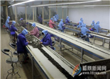 茶企开工忙生产 力争新春“开门红”