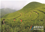 确保每片茶叶都喝得放心