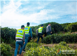 无人机巡山队助力茶叶质量安全