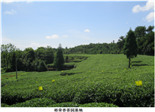 蔡良绥：用福鼎白茶改变家乡的种茶人