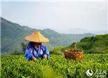 福建福鼎有了白茶大数据溯源平台 让每一片茶叶有据可查